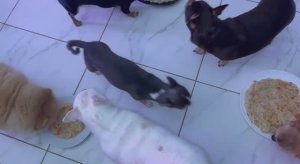 Погуляли, поиграли, пора и обедать идти.