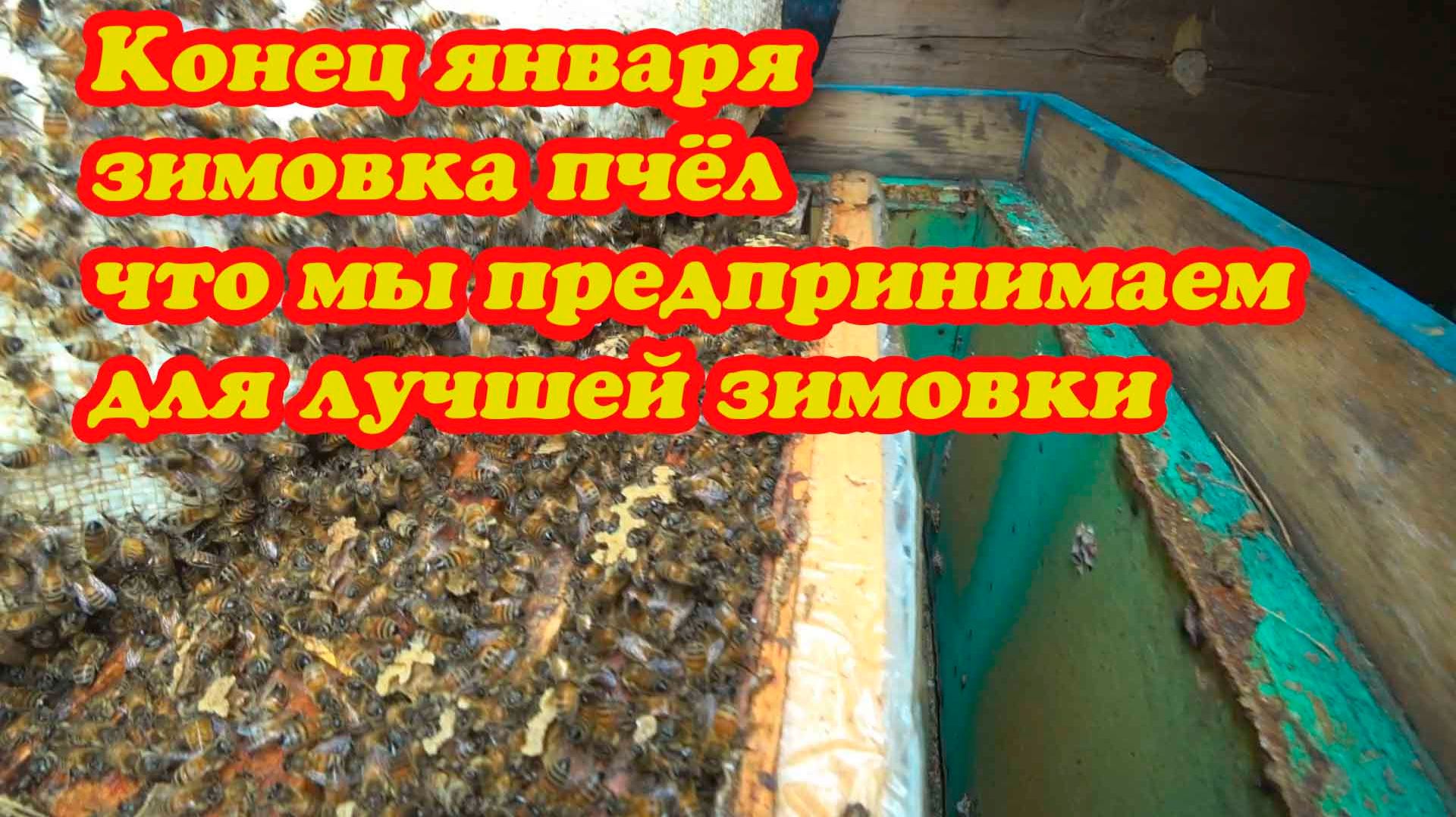 ЗИМОВКА ПЧЁЛ В КОНЕЦ ЯНВАРЯ, ПРИШЛО ПОТЕПЛЕНИЕ И ЧТО НУЖНО ПРОСЛЕДИТЬ смотреть онлайн