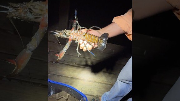 свежий лобстер с фермы в этом ресторане смотреть онлайн