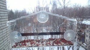 Птицы в окне