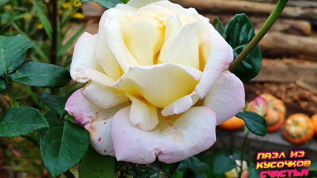 Последние розы сентября. смотреть онлайн