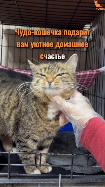 Рябинушка ждёт вас в приюте #Муркоша смотреть онлайн