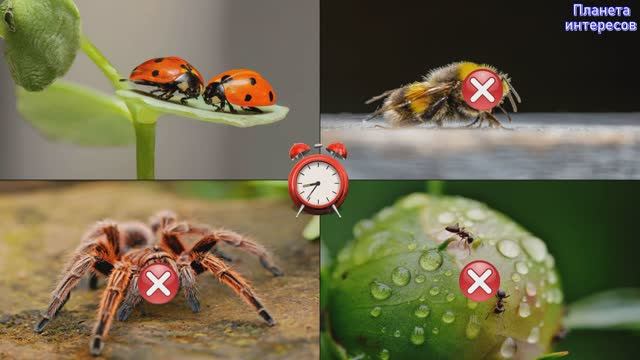 Отгадай насекомое. Игра для детей. Проверь свои знания смотреть онлайн