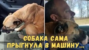 Больная собака сама прыгнула в чужую машину...