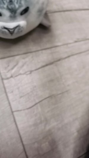 Тюлень пробует колу!