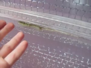 Ящерица и поликарбонат: забавные кадры производства