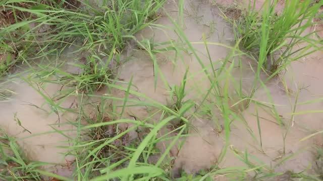 СИСТЕМА ОТЛОВА РЫБЫ С ИСПОЛЬЗОВАНИЕМ МОСКИТНОЙ СЕТКИ