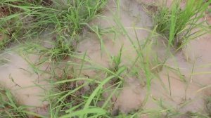 СИСТЕМА ОТЛОВА РЫБЫ С ИСПОЛЬЗОВАНИЕМ МОСКИТНОЙ СЕТКИ