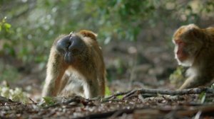 Свирепые королевы 2 серия (документальный сериал, 2020)