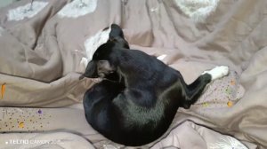 Кот,и вредный пёс