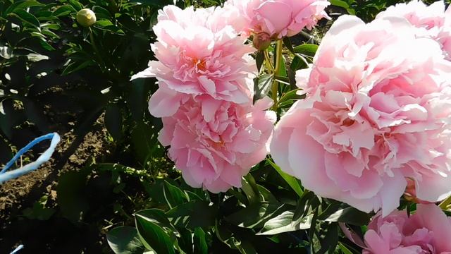 Пион Pink Heart Throb (Пинк Харт Троб) смотреть онлайн