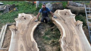 Распиловка огромного дуба .