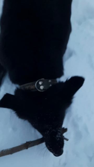 Сдавайся уже