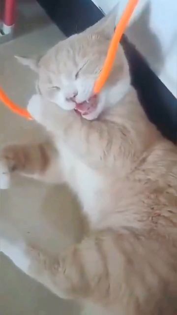 Котики и любопытство. смотреть онлайн