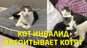 Он не мог ходить из-за искривления лапок…Трогательная История До слез