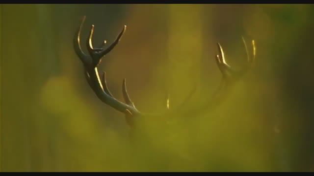 Гости Из Будущего - Лесной Олень..автор ролика Светлый.. смотреть онлайн