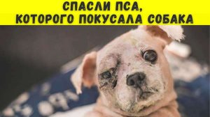 Бедный изуродованный пес оказался ненужным...