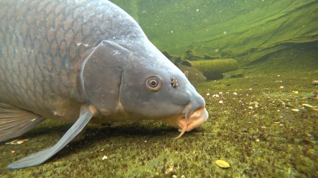 Метод фидер. Фидер на карпа под водой смотреть онлайн