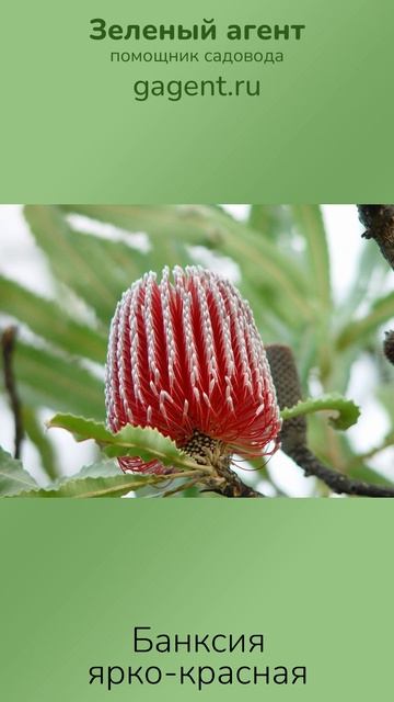 Банксия ярко-красная - Зеленый Агент смотреть онлайн