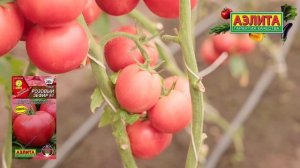 Розовый КРУПНЫЙ ТОМАТ со сладкой медовой мякотью РОЗОВЫЙ ЗЕФИР F1