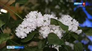 В ботаническом саду НИУ "БелГУ" цветет сирень