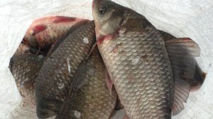 Я ИНВАЛИД, МНЕ МОЖНО БРАКОНЬЕРИТЬ.