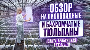 ПИОНОВИДНЫЕ И БАХРОМЧАТЫЕ ТЮЛЬПАНЫ