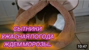 САМВЕЛ АДАМЯН, СЫТНИКИ, УЖАСНАЯ ПОГОДА, ЖДЕМ МОРОЗЫ..