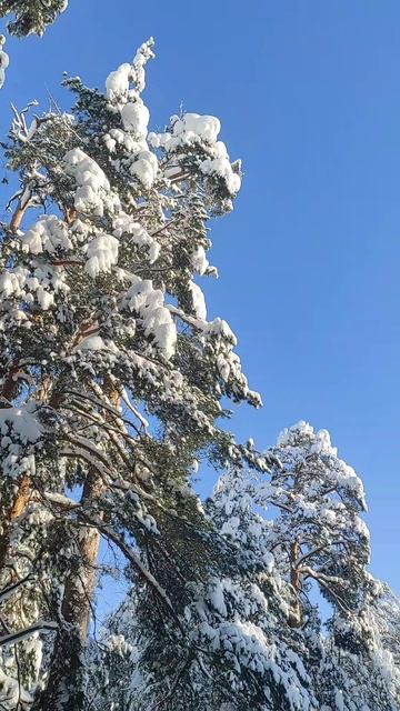 25 Января 2026 смотреть онлайн