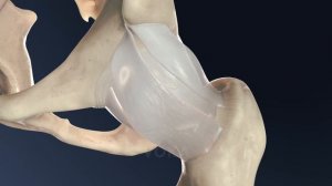 Изучение движений в тазобедренном суставе