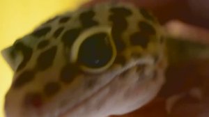 ящерица ЭУБЛЕФАР. Обзор. Внешний вид.  ablefor. eublefar. 因为