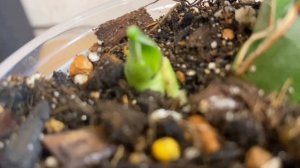 Как сансевиерия превзошла все мои ожидания! Распаковка сюрприза!