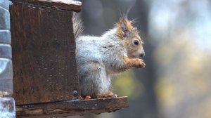 Дождь и белки. Октябрь 2025