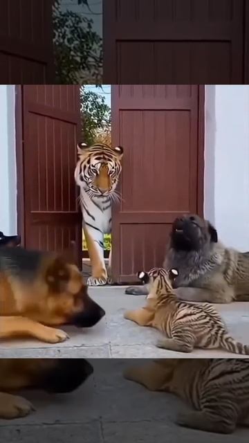 Когда отец крышует смотреть онлайн