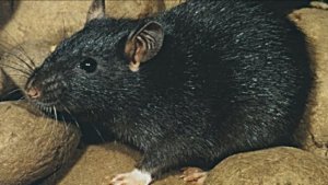 ПРОКЛЯТИЕ ЧЁРНОЙ КРЫСЫ. АДСКАЯ МАТЬ