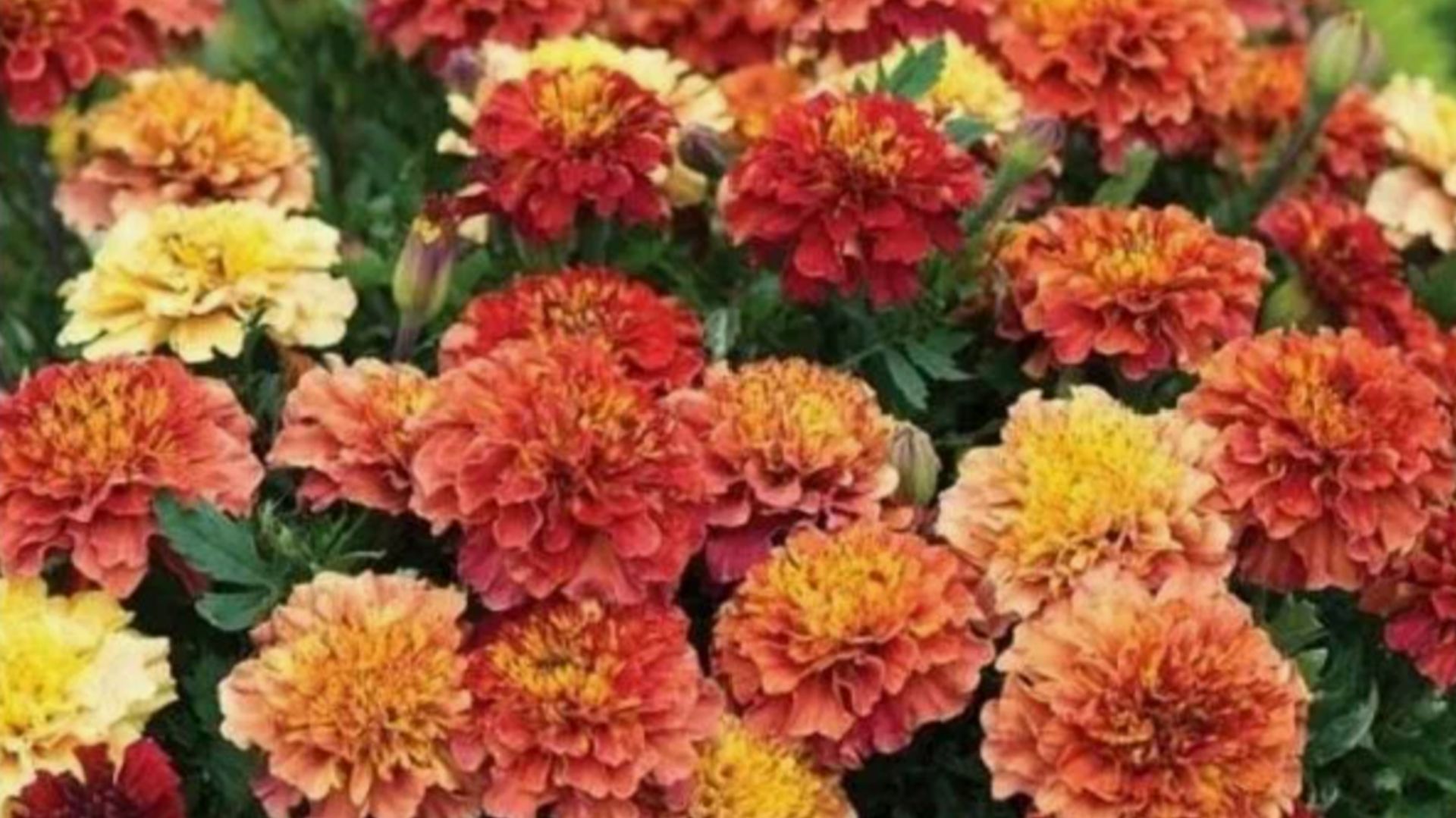 Только эти бархатцы посажу в 2026 году! Неприхотливые цветы, цветущие все лето смотреть онлайн