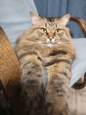 играю в бабку стрим