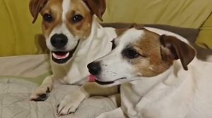 ии, что ты сделал с моими собаками?!