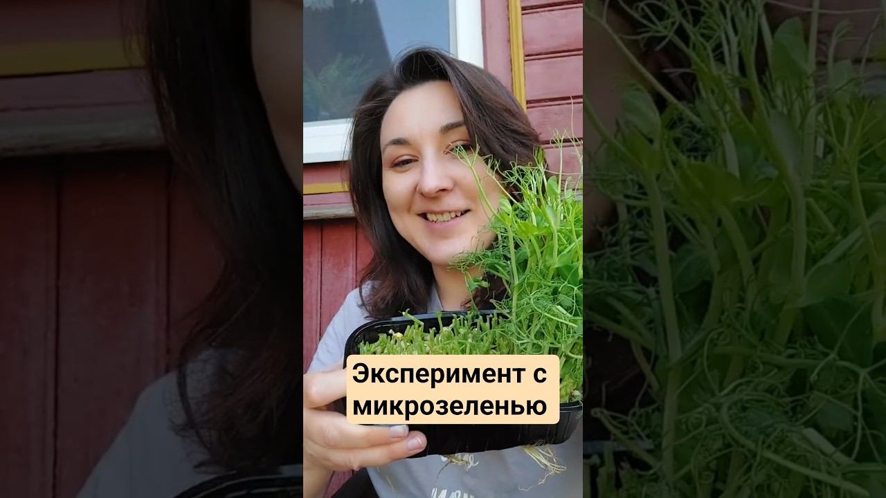 Что будет если посадить микрозелень гороха в грунт...