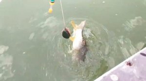 Казахи придумали сервис ловли рыбы не вставая с дивана.