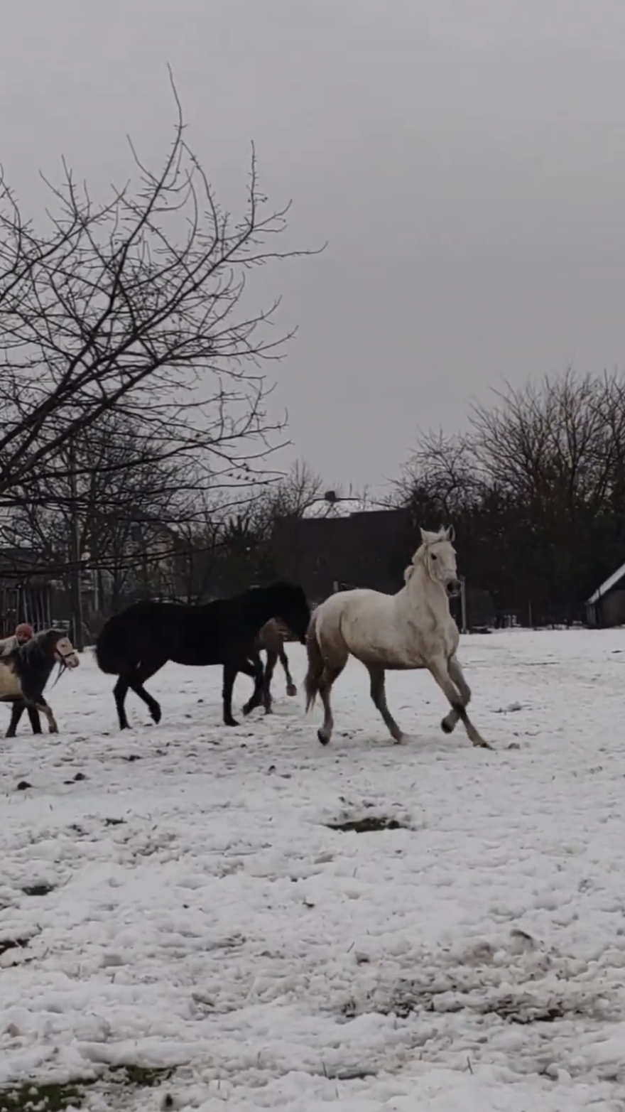 наглядно : люди, кони, все смешалось😁 #ферма #horse смотреть онлайн
