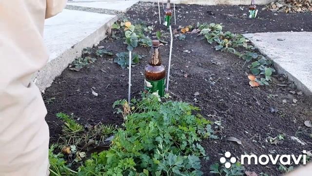 Церковь. Ремонт отмостки. Укрыли чеснок. Петрушка. смотреть онлайн