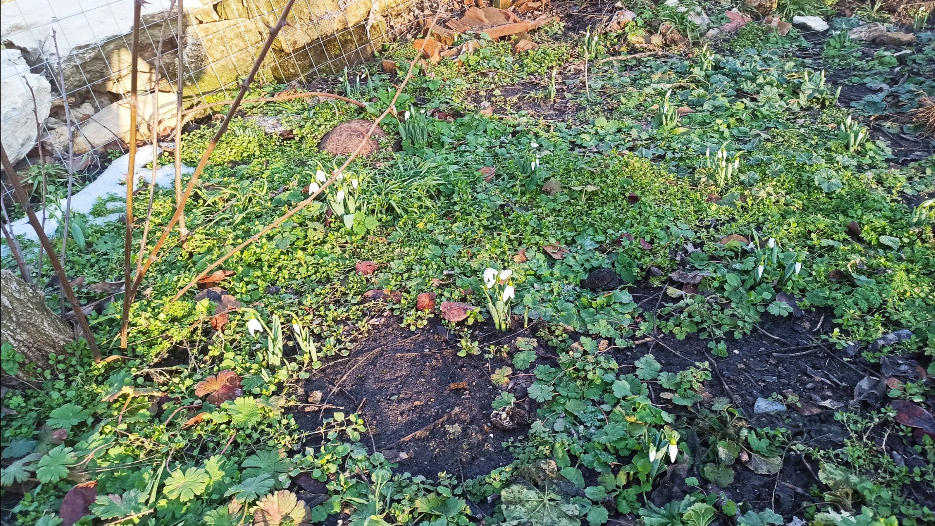 30,31 января 2026г. Пахнет весной,всходят цветы.Занимаюсь грядками)) смотреть онлайн