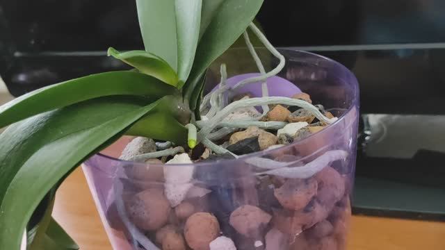 НЕОБЫЧНАЯ ПОСАДКА ОРХИДЕИ в неорганический грунт #орхидея #фаленопсис #цветы #грунт #посадка смотреть онлайн