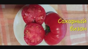 Каталог томатов на 2026 год. Часть 5. г. Киров  т. 89229284031