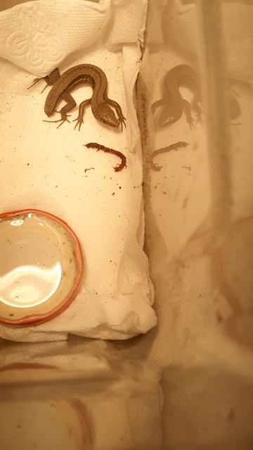 ящерица зимой!!?