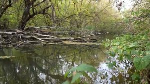 Ловля щуки в РУЧЬЕ на спиннинг. Рыбалка осенью 2025