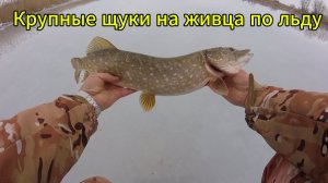 Ловля щуки по льду на живца!