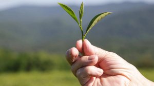 Российские ученые нашли ген, который позволит выращивать чай в холодных регионах