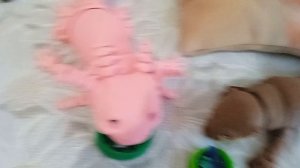 Влог с Милки и Тофи